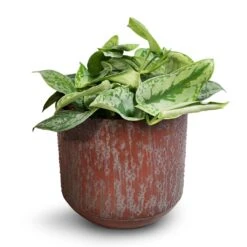Epipremnum Trebie - Satin Pothos Trebie -Plants Sale Store Epipremnum Trebie Satin Pothos Trebie 20x45cm Lian Metal Plant Pots Set4 Copper Black
