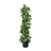 Epipremnum Trebie - Satin Pothos Trebie - Column -Plants Sale Store Epipremnum Trebie Satin Pothos Trebie Column
