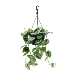 Epipremnum Trebie - Satin Pothos Trebie -Plants Sale Store Epipremnum Trebie Satin Pothos Trebie Hanging