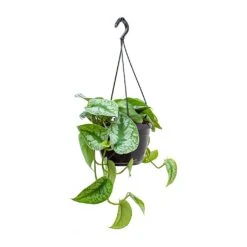 Epipremnum Trebie - Satin Pothos Trebie -Plants Sale Store Epipremnum Trebie Satin Pothos Trebie Hanging Small