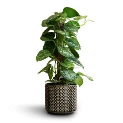 Epipremnum Trebie - Satin Pothos Trebie - Moss Pole -Plants Sale Store Epipremnum Trebie Satin Pothos Trebie Moss Pole 15x60cm Thies Plant Pot Anthracite 19x17cm bd1937de ced7 4de4 b1f0 6a915513b618