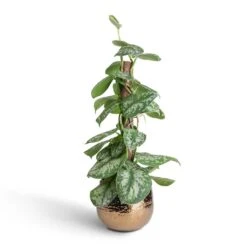 Epipremnum Trebie - Satin Pothos Trebie - Moss Pole -Plants Sale Store Epipremnum Trebie Satin Pothos Trebie Moss Pole 15x60cm Yvette Plant Pot Gold 19x16cm