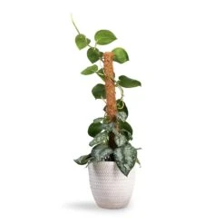 Epipremnum Trebie - Satin Pothos Trebie - Moss Pole -Plants Sale Store Epipremnum Trebie Satin Pothos Trebie Moss Pole 19x80cm Angle Couple Plant Pot White 24x23cm ec26c18c 1707 4cbc b2d5 5c0e25ba2052