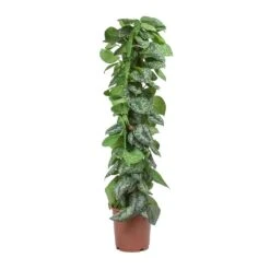 Epipremnum Trebie - Satin Pothos Trebie - Moss Pole -Plants Sale Store Epipremnum Trebie Satin Pothos Trebie Moss Pole