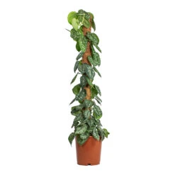 Epipremnum Trebie - Satin Pothos Trebie - Moss Pole -Plants Sale Store Epipremnum Trebie Satin Pothos Trebie Moss Pole 24cm