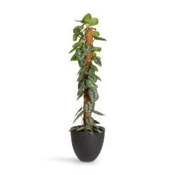 Epipremnum Trebie - Satin Pothos Trebie - Moss Pole -Plants Sale Store Epipremnum Trebie Satin Pothos Trebie Moss Pole 24x120cm Grigio Egg Pot Planter Anthracite Concrete 32x29cm
