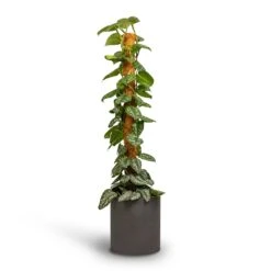 Epipremnum Trebie - Satin Pothos Trebie - Moss Pole -Plants Sale Store Epipremnum Trebie Satin Pothos Trebie Moss Pole 24x120cm Pot Max Refined Planter Volcano Black 29x29.5cm 4 160dfc5f 3530 42fc be3b 1f394efd6d4e