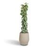 Epipremnum Trebie - Satin Pothos Trebie - Moss Pole 2 Epipremnum Trebie - Satin Pothos Trebie - Moss Pole -Plants Sale Store Epipremnum Trebie Satin Pothos Trebie Moss Pole 27x160cm Humus Plant Pot Concrete 37x42.5cm