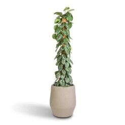Humus Plant Pot - Concrete 9 Humus Plant Pot - Concrete -Plants Sale Store Epipremnum Trebie Satin Pothos Trebie Moss Pole 27x160cm Humus Plant Pot Concrete 37x42.5cm 86418696 434b 4f12 b4bd d1db9ee20e16