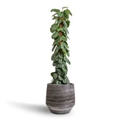 Epipremnum Trebie - Satin Pothos Trebie - Moss Pole -Plants Sale Store Epipremnum Trebie Satin Pothos Trebie Moss Pole 27x160cm Norell Plant Pot Latte Brown 42x38cm 06ce01a6 280f 4e6d 9da2 5512c1d03d75
