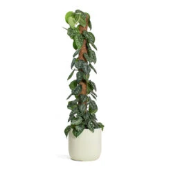Epipremnum Trebie - Satin Pothos Trebie - Moss Pole -Plants Sale Store Epipremnum Trebie Satin Pothos Trebie Moss Pole Ease Cylinder Planter Creme 48a09f5a 8841 4b73 9a06 ad634a614d68