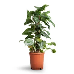 Epipremnum Trebie - Satin Pothos Trebie - Moss Pole -Plants Sale Store Epipremnum Trebie Satin Pothos Trebie Moss Pole b10c115e 5acc 4977 9df7 101490acb0c9