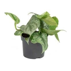 Epipremnum Trebie - Satin Pothos Trebie -Plants Sale Store Epipremnum Trebie Satin Pothos Trebie Small