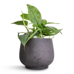 Epipremnum Pinnatum - Cebu Blue Pothos -Plants Sale Store Epipremnum aureum Cebu Blue Pothos 12x20cm Mini Pixie Plant Pot Black Washed 18x15cm