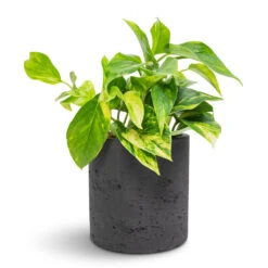 Puk Plant Pot - Black Washed -Plants Sale Store Epipremnum aureum Golden Pothos 12x25cm Puk Plant Pot Black Washed 15x15cm