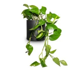 Puk Natural Planter - Matt Black 14 Puk Natural Planter - Matt Black -Plants Sale Store Epipremnum aureum Golden Pothos 15x30cm Puk Natural Planter Matt Black 20x20cm