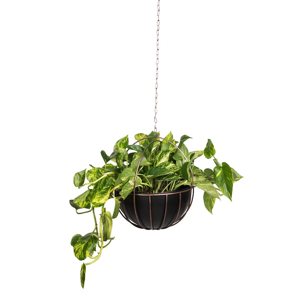 Kensington Hanging Plant Pot - Copper 4 Kensington Hanging Plant Pot - Copper - Image 2