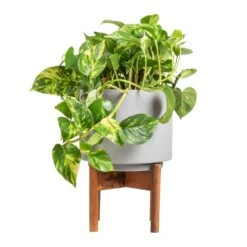 Vigo Plant Pot With Wooden Stand - Concrete Grey -Plants Sale Store Epipremnum aureum Golden Pothos 20x40cm Vigo Plant Pot with Wooden Stand Concrete Grey 24x33cm