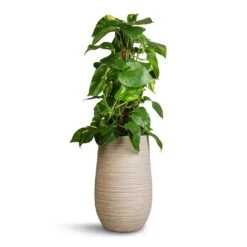 Dune Partner Planter - Oat -Plants Sale Store Epipremnum aureum Golden Pothos Moss Pole 17x60cm Dune Partner Planter Oat 25x40cm 54906bad 14c3 41ce a26c e13d5fc725b9