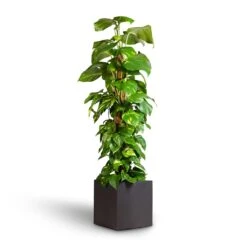 Grigio Cube Planter - Anthracite Concrete -Plants Sale Store Epipremnum aureum Golden Pothos Moss Pole 24x120cm Grigio Cube Planter Rusty Iron Concrete 30x30x30cm 7ea8449a 6e14 4a3f b18c b9ecc5aacef4