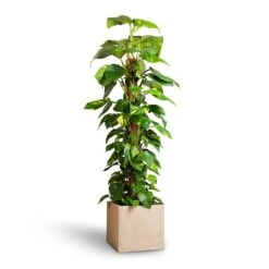 Raindrop Cube Planter - Stone -Plants Sale Store Epipremnum aureum Golden Pothos Moss Pole 24x120cm Raindrop Cube Planter Stone 30x30x27cm 25ab2f0c 2121 4b5a b2ea c3e4d4028914
