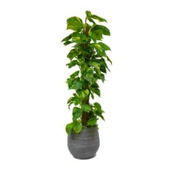 Esra Plant Pot - Mystic Grey -Plants Sale Store Epipremnum aureum Golden Pothos Moss Pole Esra Mystic Grey Plant Pot