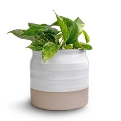 Epipremnum Aureum - Marble Queen Pothos -Plants Sale Store Epipremnum aureum Marble Queen Pothos 12x20 Puro Ripple Plant Pot White 17x16cm2 94f2cdcb a0cc 49bd 9073 03f7f3dba1d7