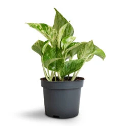 Epipremnum Aureum - Marble Queen Pothos -Plants Sale Store Epipremnum aureum Marble Queen Pothos 12x20cm