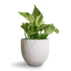 Epipremnum Aureum - Marble Queen Pothos -Plants Sale Store Epipremnum aureum Marble Queen Pothos 12x20cm Cas Plant Pot Cool Grey 15x13cm