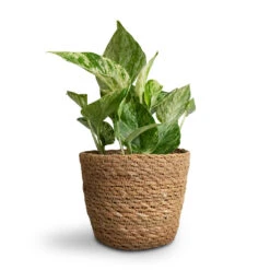 Epipremnum Aureum - Marble Queen Pothos -Plants Sale Store Epipremnum aureum Marble Queen Pothos 12x20cm Igmar Plant Basket Natural 15x12cm