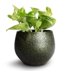 Epipremnum Aureum - Marble Queen Pothos -Plants Sale Store Epipremnum aureum Marble Queen Pothos 12x20cm Noor Plant Pot Velvet Green 16x13cm