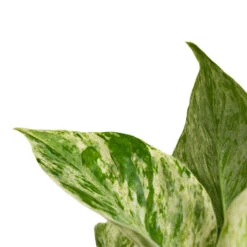 Epipremnum Aureum - Marble Queen Pothos -Plants Sale Store Epipremnum aureum Marble Queen Pothos Close