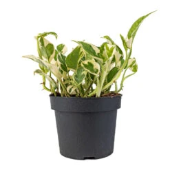 Epipremnum Aureum - NJoy Pothos -Plants Sale Store Epipremnum aureum NJoy Pothos 12x15cm
