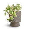 Epipremnum Aureum - NJoy Pothos 2 Epipremnum Aureum - NJoy Pothos -Plants Sale Store Epipremnum aureum NJoy Pothos 12x15cm Aily Plant Pot Anthracite 17x20cm