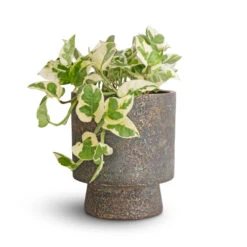 Aily Plant Pot - Earth Cement -Plants Sale Store Epipremnum aureum NJoy Pothos 12x15cm Aily Plant Pot Anthracite 17x20cm 5b9b2088 d61c 4526 adf5 9d9cefcac705