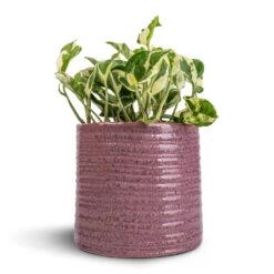 Epipremnum Aureum - NJoy Pothos -Plants Sale Store Epipremnum aureum NJoy Pothos 12x15cm Hera Plant Pot Purple 17x16cm