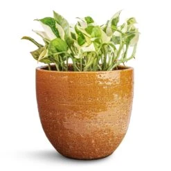 Epipremnum Aureum - NJoy Pothos -Plants Sale Store Epipremnum aureum NJoy Pothos 12x15cm Jolin Plant Pot Desert 16x14cm d5f92447 142d 481f 8f55 eadcd83ff4cd