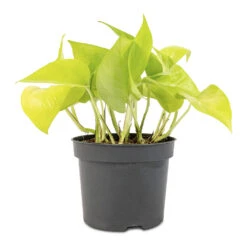 Epipremnum Aureum Neon - Golden Neon Pothos -Plants Sale Store Epipremnum aureum Neon Golden Neon Pothos 12x20cm