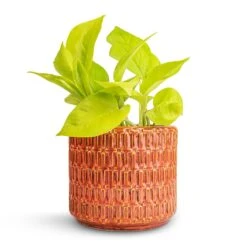 Epipremnum Aureum Neon - Golden Neon Pothos -Plants Sale Store Epipremnum aureum Neon Golden Neon Pothos 12x20cm Flor Plant Pot Orange 14x12cm 9f064b1c d966 48a6 be68 b81f0cb9959d