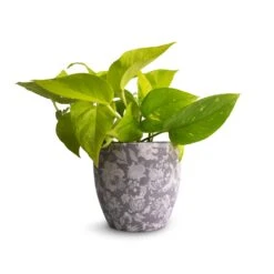 Epipremnum Aureum Neon - Golden Neon Pothos -Plants Sale Store Epipremnum aureum Neon Golden Neon Pothos 12x20cm Monza Plant Pot Vintage Grey 13x13cm 58f2d076 2440 4d0c a53a df5f339b5b77