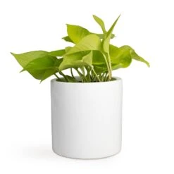 Epipremnum Aureum Neon - Golden Neon Pothos -Plants Sale Store Epipremnum aureum Neon Golden Neon Pothos 12x20cm Puk Planter Glossy White 15x15cm