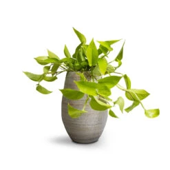 Epipremnum Aureum Neon - Golden Neon Pothos -Plants Sale Store Epipremnum aureum Neon Golden Neon Pothos 15x40cm Noor Plant Vase Metallic Grey 23x36cm 1e74293c 172d 45ba a3f8 75c2c9a55b9f