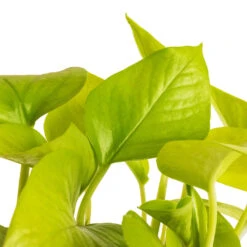 Epipremnum Aureum Neon - Golden Neon Pothos -Plants Sale Store Epipremnum aureum Neon Golden Neon Pothos DETAIL 2