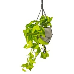 Epipremnum Aureum Neon - Golden Neon Pothos -Plants Sale Store Epipremnum aureum Neon Golden Neon Pothos Houseplant 15x40cm Plant Pot Hans Hanging Laterite Grey 22x19cm