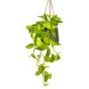 Epipremnum Aureum Neon - Golden Neon Pothos 1 Epipremnum Aureum Neon - Golden Neon Pothos -Plants Sale Store Epipremnum aureum Neon Golden Neon Pothos Houseplant 15x40cm Plant Pot Patt Hanging Black Wash 20x17cm