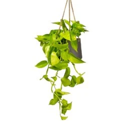 Patt Hanging Plant Pot - Black Washed -Plants Sale Store Epipremnum aureum Neon Golden Neon Pothos Houseplant 15x40cm Plant Pot Patt Hanging Black Wash 20x17cm a1e5f424 ea21 4341 8cef 8cd7fe3fa8f5