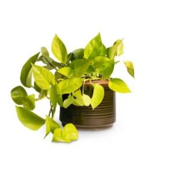 Epipremnum Aureum Neon - Golden Neon Pothos -Plants Sale Store Epipremnum aureum Neon Golden Neon Pothos15x40cm Jordy Plant Pot Forest Green 18x15cm