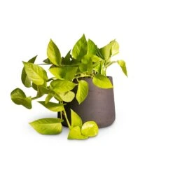 Epipremnum Aureum Neon - Golden Neon Pothos -Plants Sale Store Epipremnum aureum Neon Golden Neon Pothos15x40cm Patt Plant Pot Black Washed 20x17cm