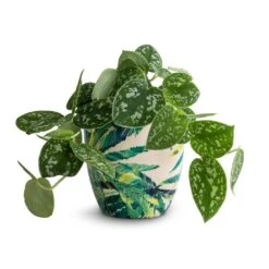 Epipremnum Pictum Argyraeus - Satin Pothos -Plants Sale Store Epipremnum pictum Argyraeus Satin Pothos 12x20cm Monza Plant Pot Botanical Fern 13x13cm