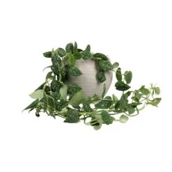 Abby Ball Plant Pot - Ridged Cement -Plants Sale Store Epipremnum pictum Argyraeus Satin Pothos 15x40cm Abby Ball Plant Pot Ridged Cement 23x20cm fb310b21 298a 46f4 bfcd 1a5632033a14